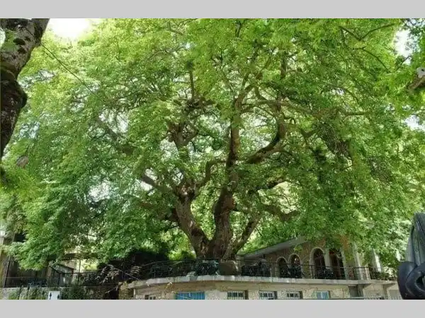 1-libohove-albania-platanus-orientalis-tree-2.webp